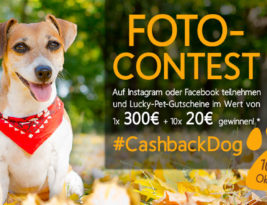 Gewinnspiel zum Welthundetag